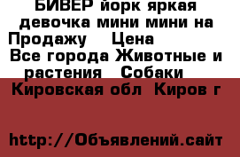 БИВЕР йорк яркая девочка мини мини на Продажу! › Цена ­ 45 000 - Все города Животные и растения » Собаки   . Кировская обл.,Киров г.